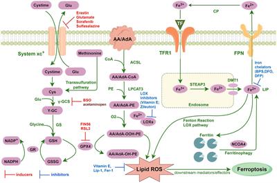 The research landscape of ferroptosis in neurodegenerative disease: a bibliometric analysis
